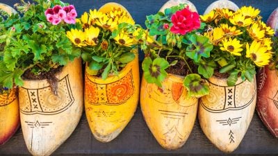 Old wooden clogs with blooming flowers hanging on a black wooden wall in The Netherlands
