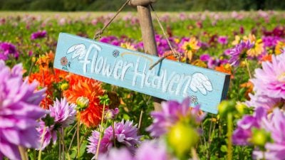 Blue signpost hanging on the rope saying Flower Heaven in the middle of colorful Dahlia flower field