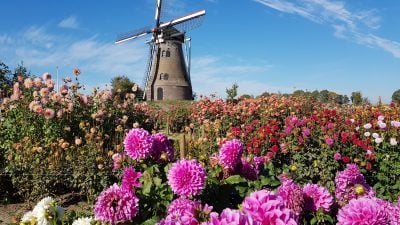 Dahlia flowers and windmill in Holland
