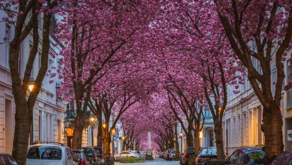 Kirschblüte in der Bonner Altsstadt